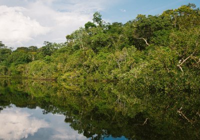 Jungla amazona Brasil