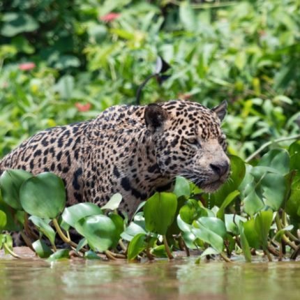 3 Wochen Brasilien Rundreise - Patanal